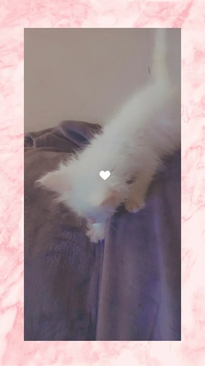 Maine coon  ragdoll - Image 2