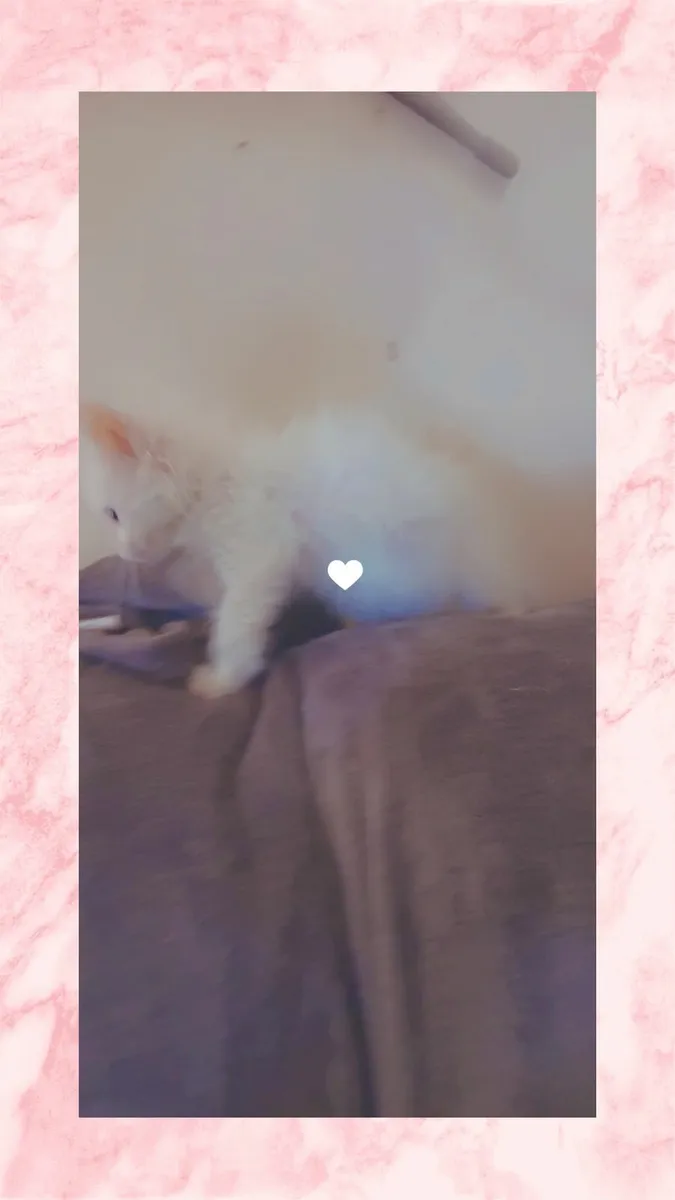 Maine coon  ragdoll - Image 3