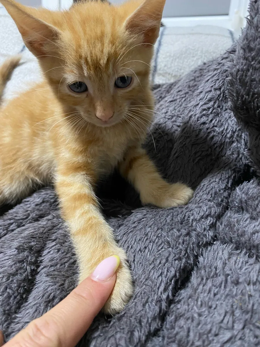 Adorable 2Month Old Kittens Ready for Loving Homes - Image 1