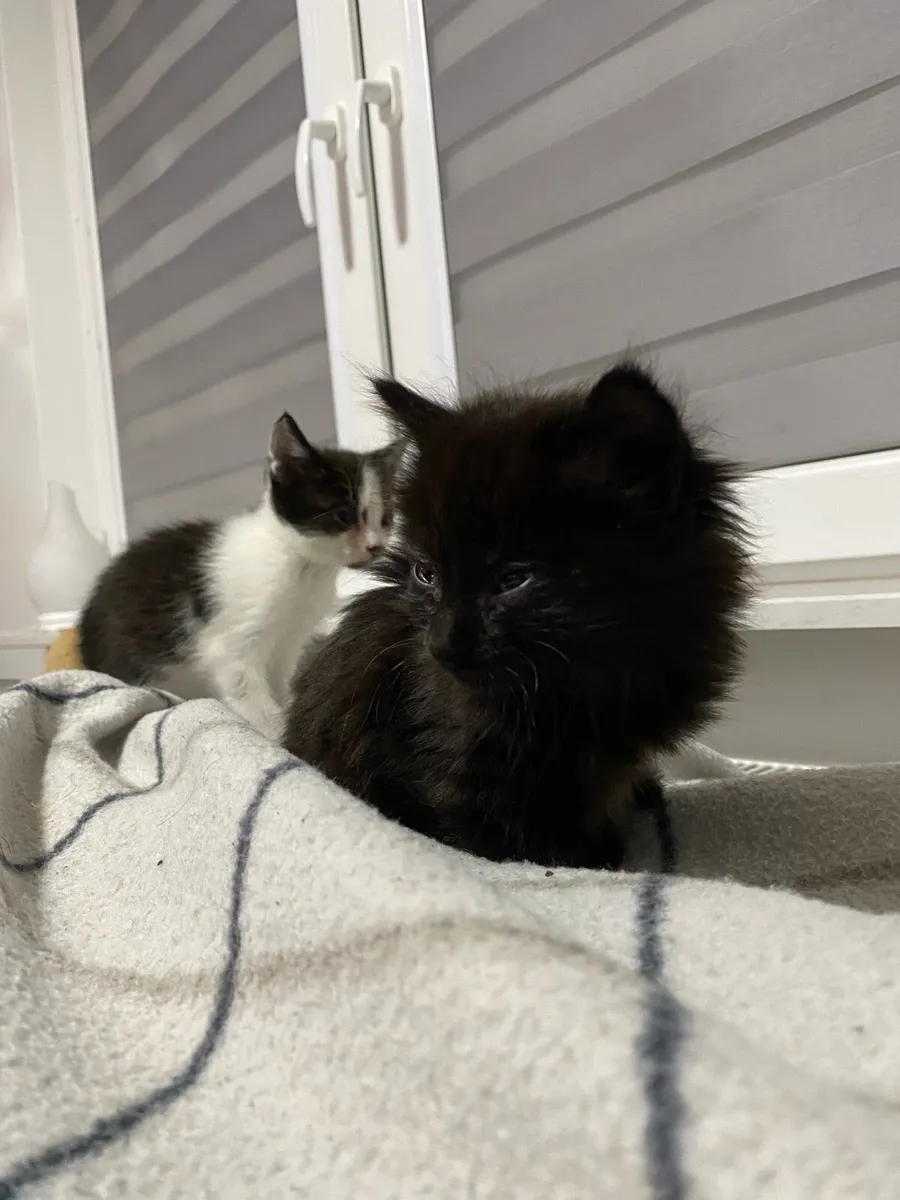 Adorable 2Month Old Kittens Ready for Loving Homes - Image 2