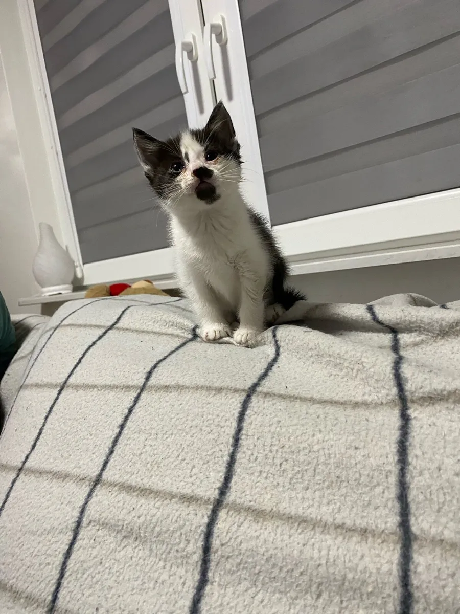 Adorable 2Month Old Kittens Ready for Loving Homes - Image 3