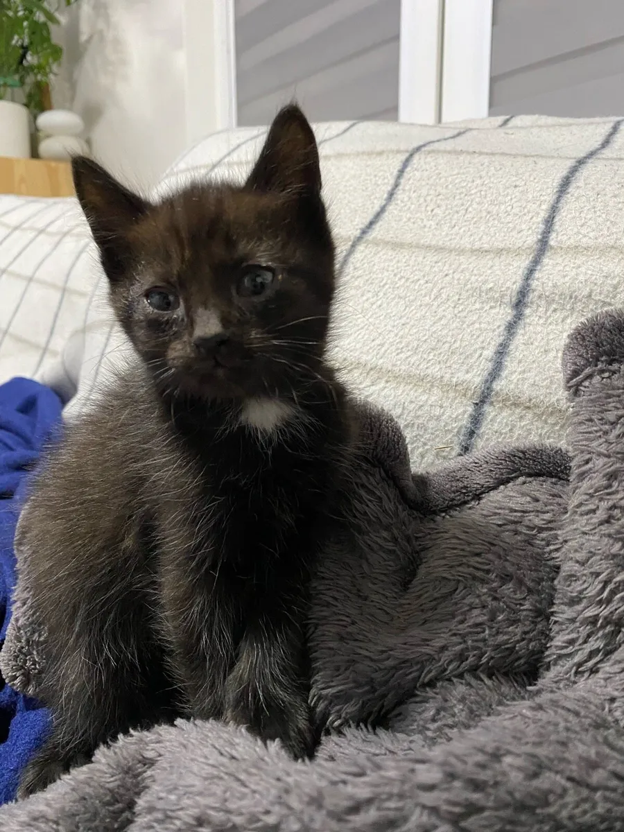 Adorable 2Month Old Kittens Ready for Loving Homes - Image 4