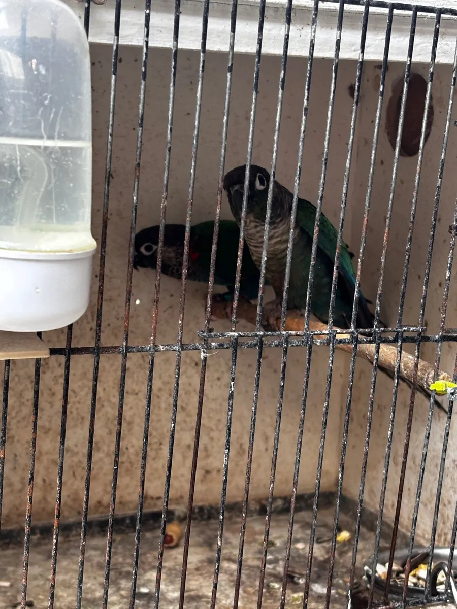 Conures, cockatiels and galah - Image 2