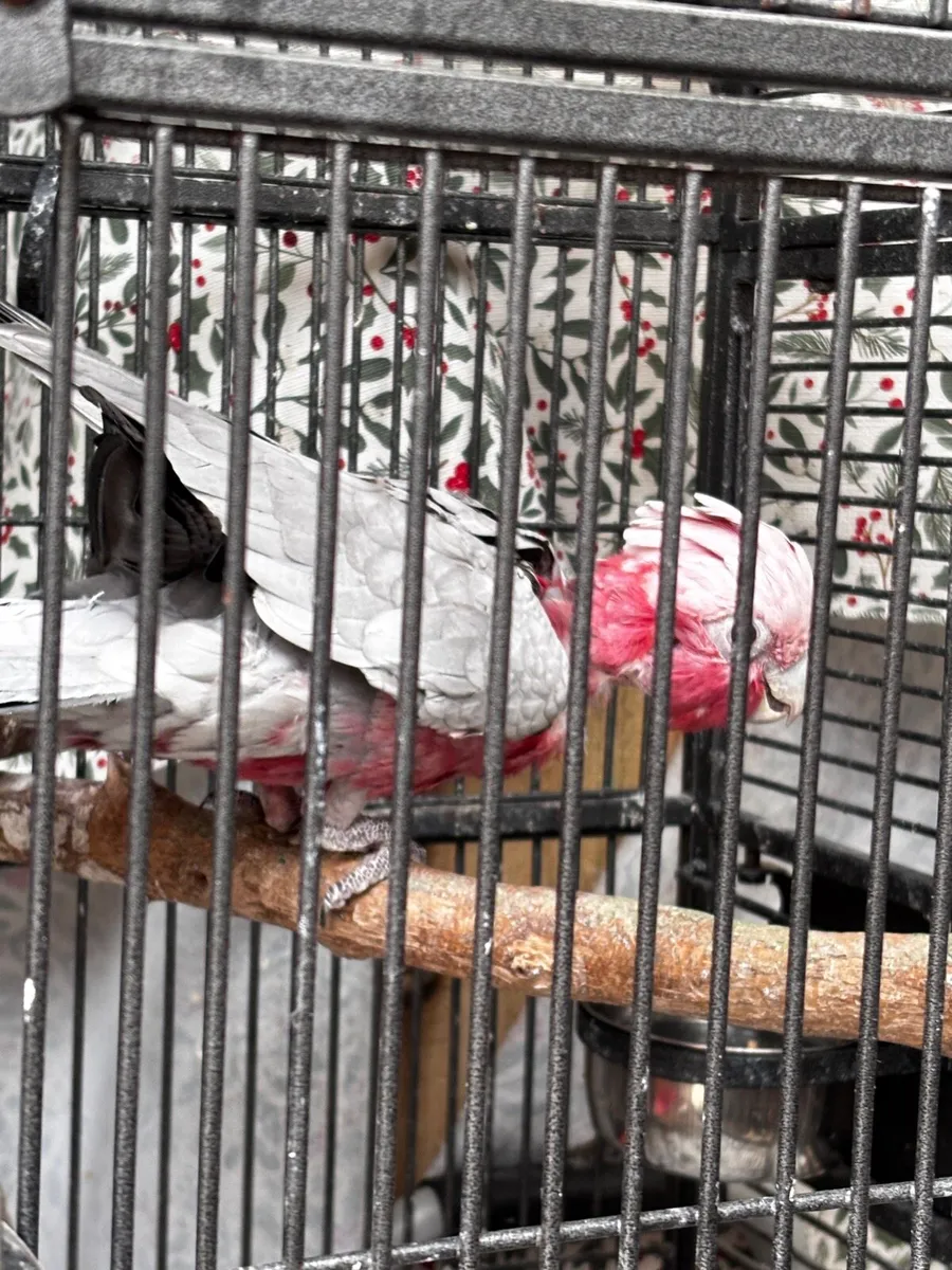 Conures, cockatiels and galah - Image 4