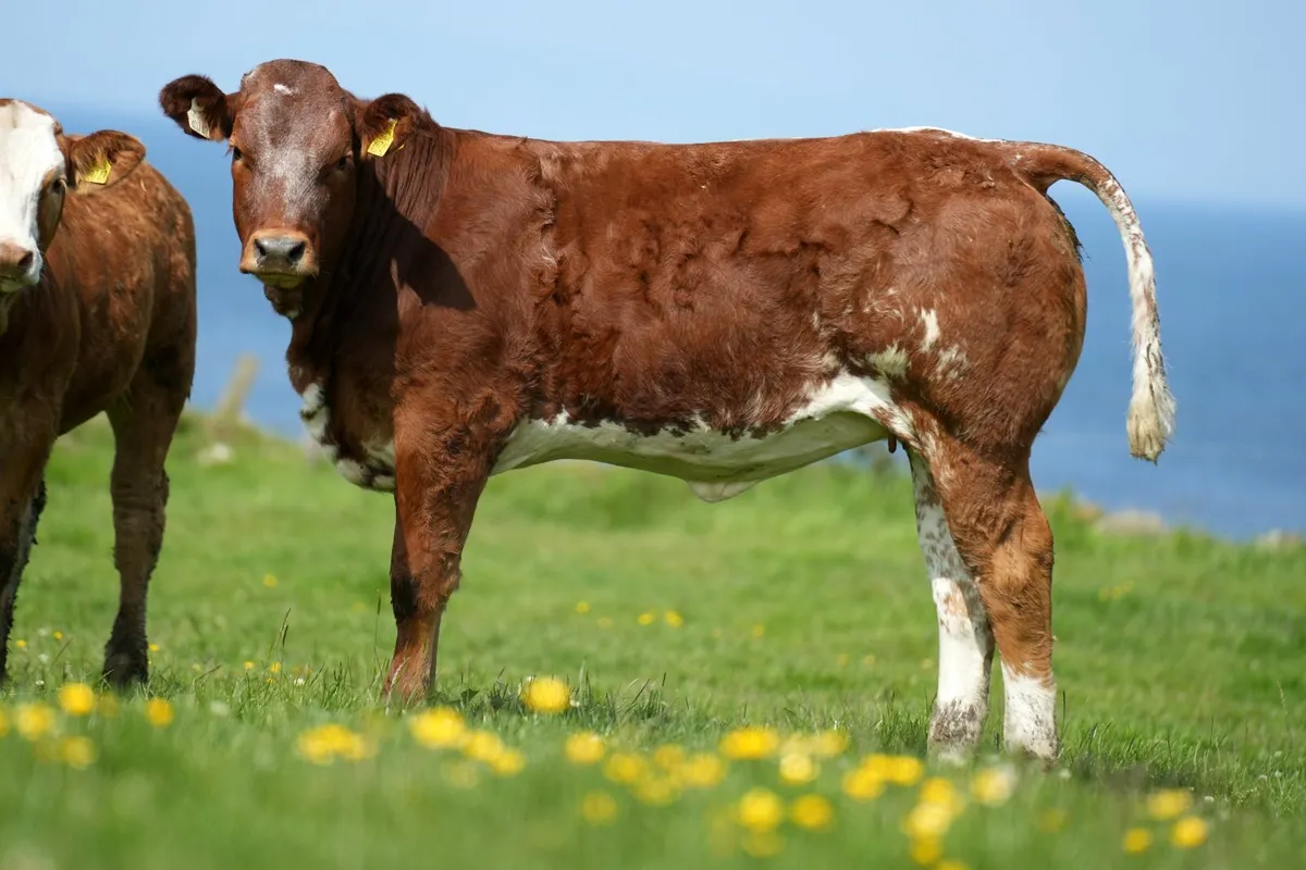 Show Heifer Weanlings - Manorhamilton Mart Monday - Image 4