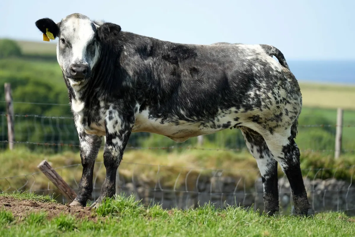 Show Heifer Weanlings - Manorhamilton Mart Monday - Image 2