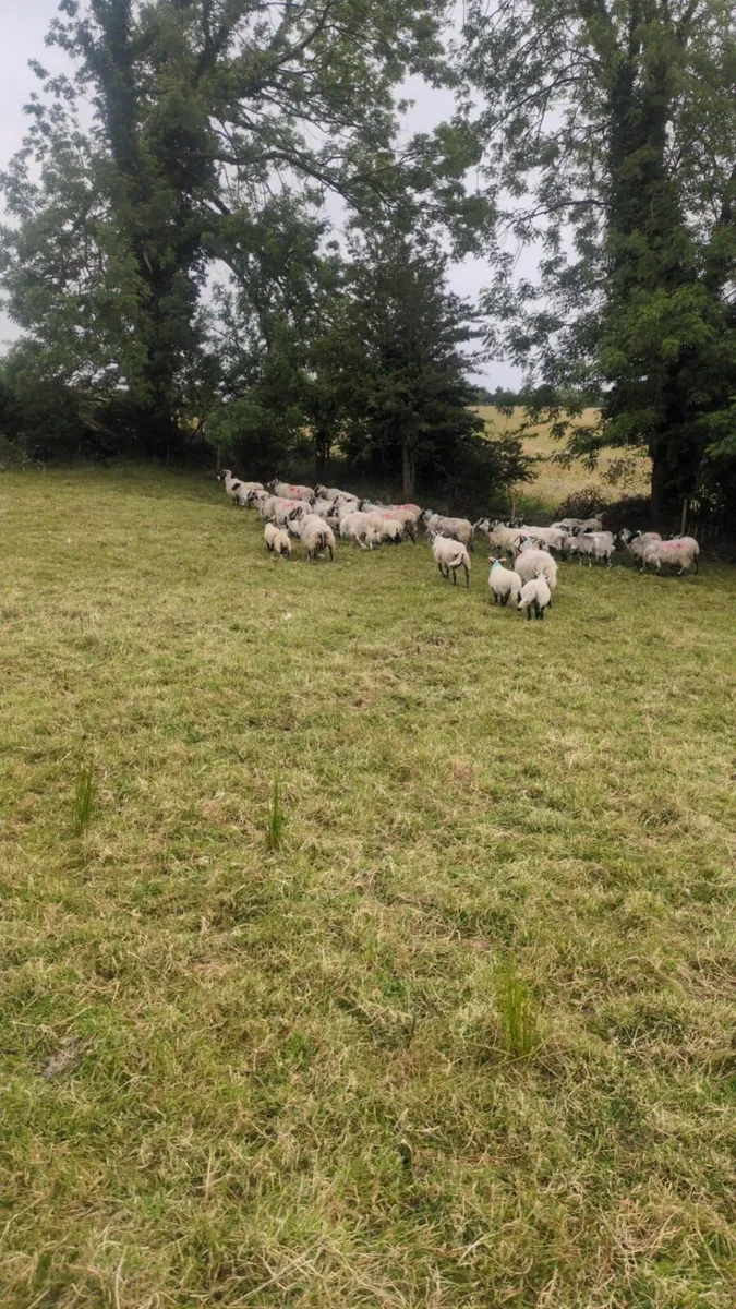 Lanark ewes and lambs - Image 2