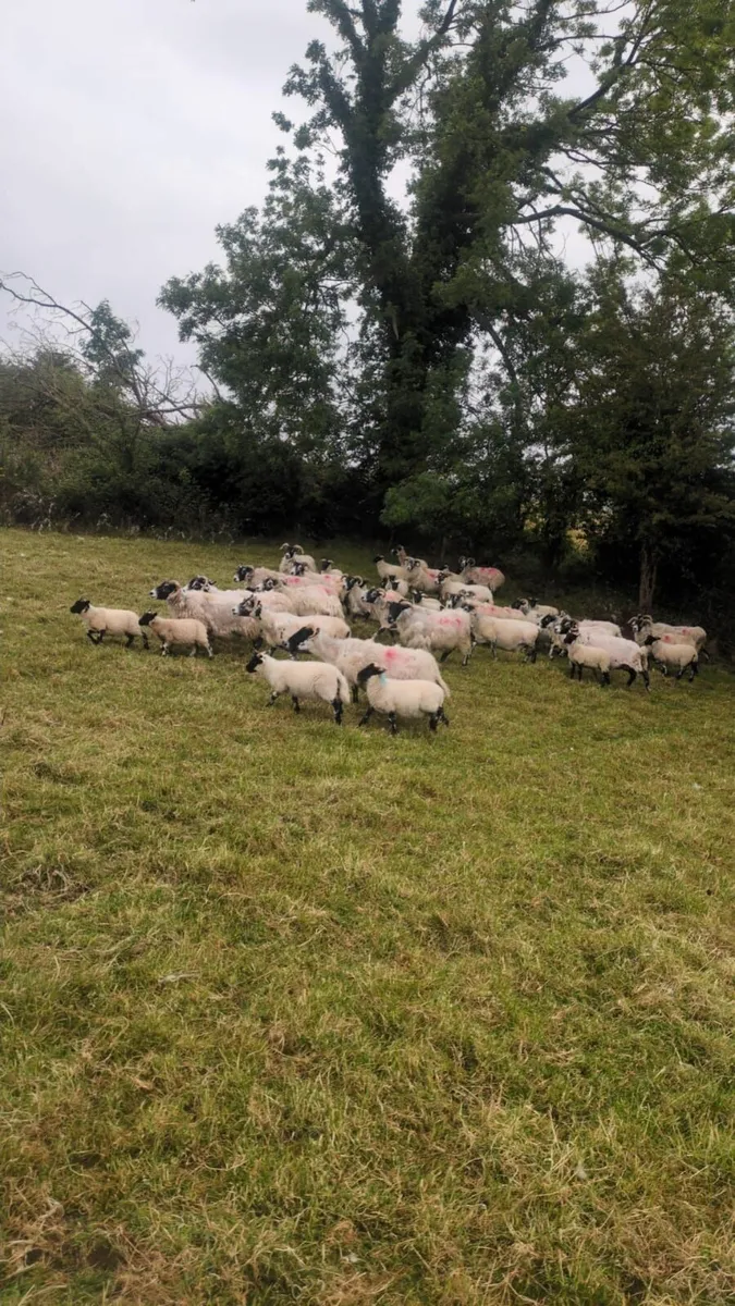 Lanark ewes and lambs - Image 1