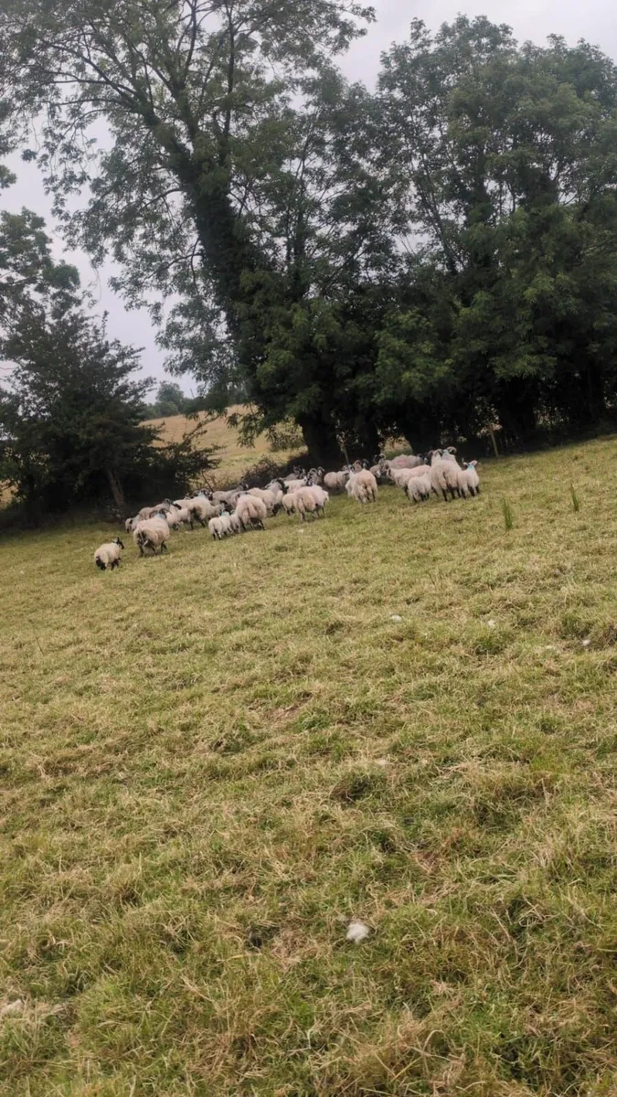 Lanark ewes and lambs - Image 3