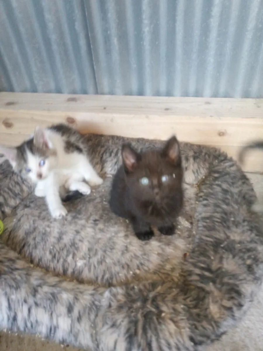 Kittens - Image 3