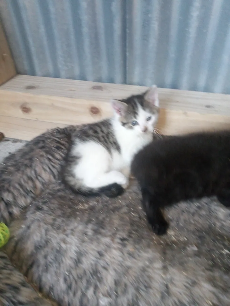 Kittens - Image 4