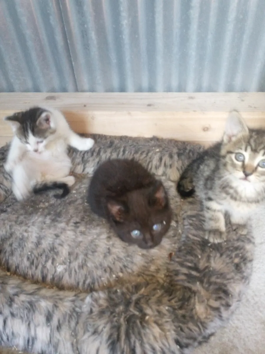 Kittens - Image 2