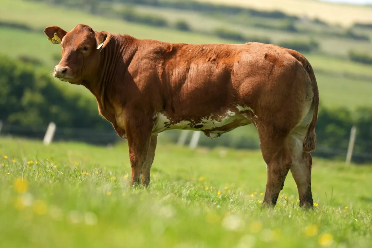 Show Heifer Weanlings - Manorhamilton Mart Monday - Image 3