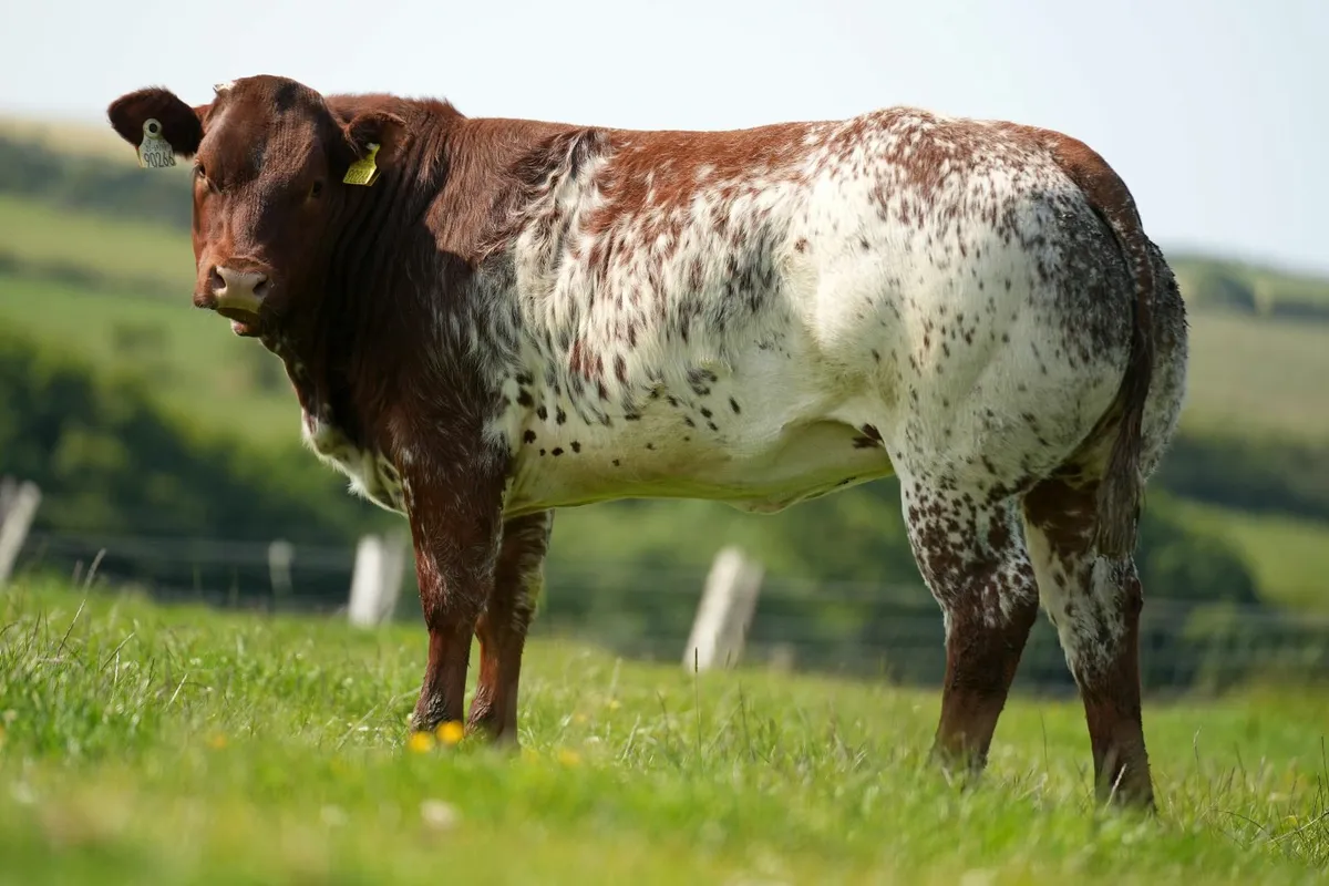 Show Heifer Weanlings - Manorhamilton Mart Monday - Image 1