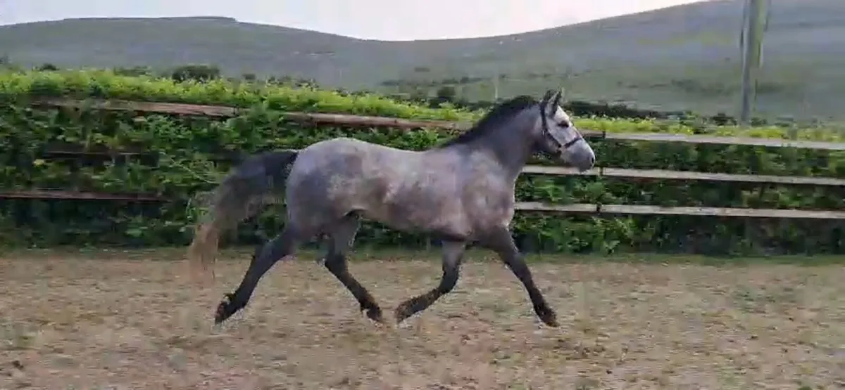 3 yr old Reg connemara - Image 2