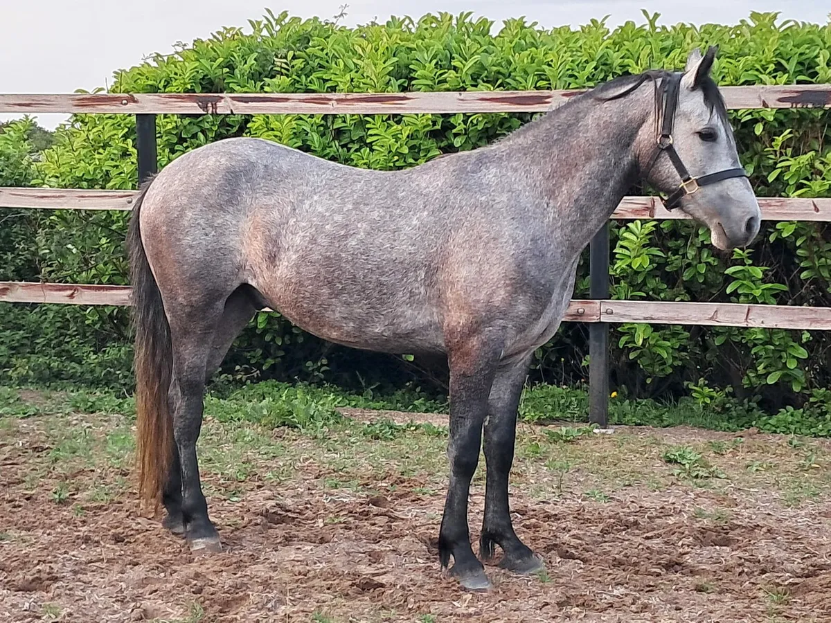 3 yr old Reg connemara - Image 1