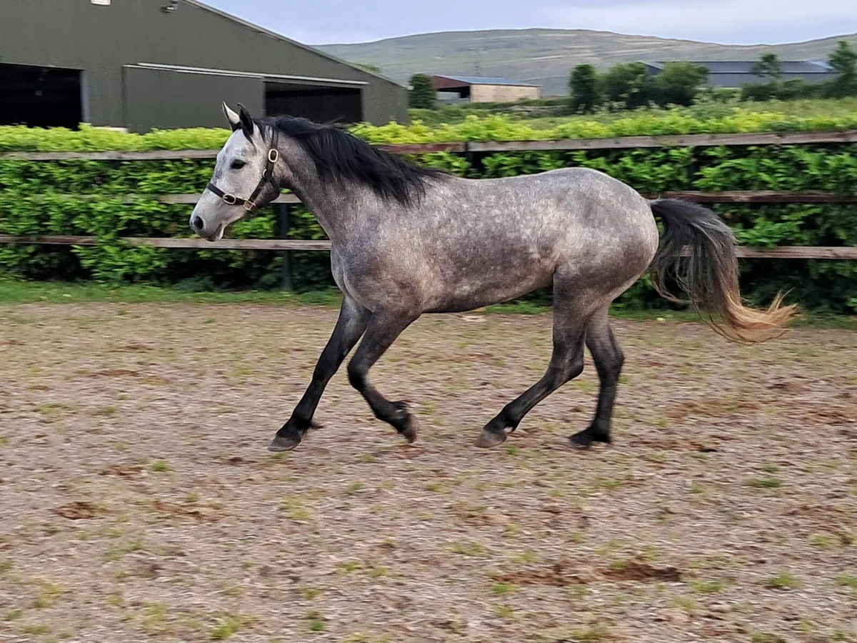 3 yr old Reg connemara - Image 3