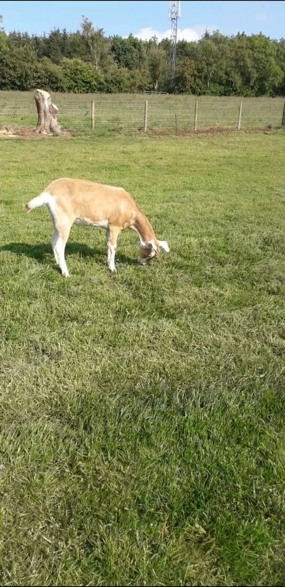 Goats - Image 2