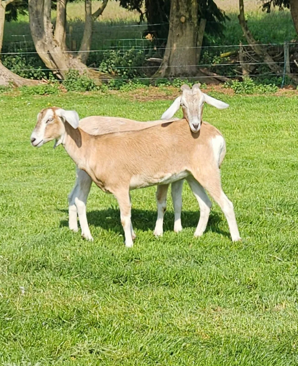 Goats - Image 3