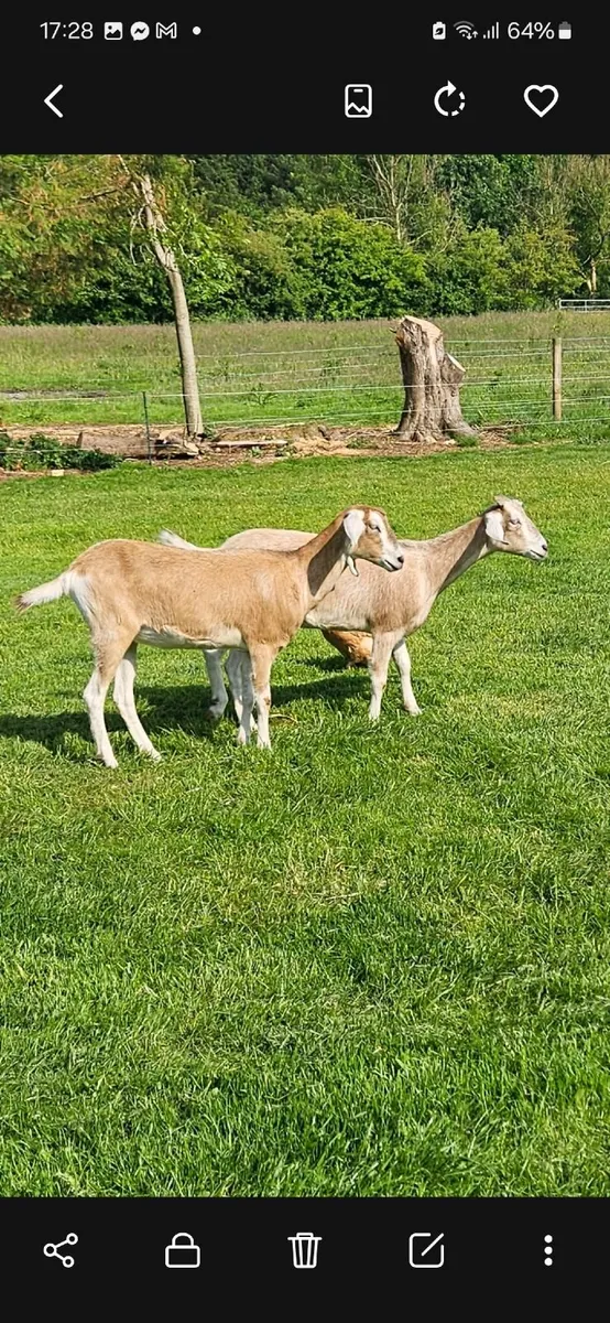 Goats - Image 4