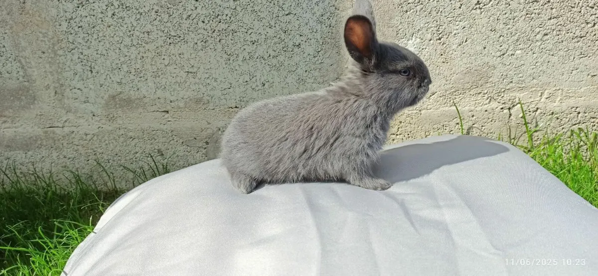 Rabbits for sale - Image 1