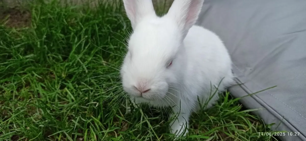 Rabbits for sale - Image 4
