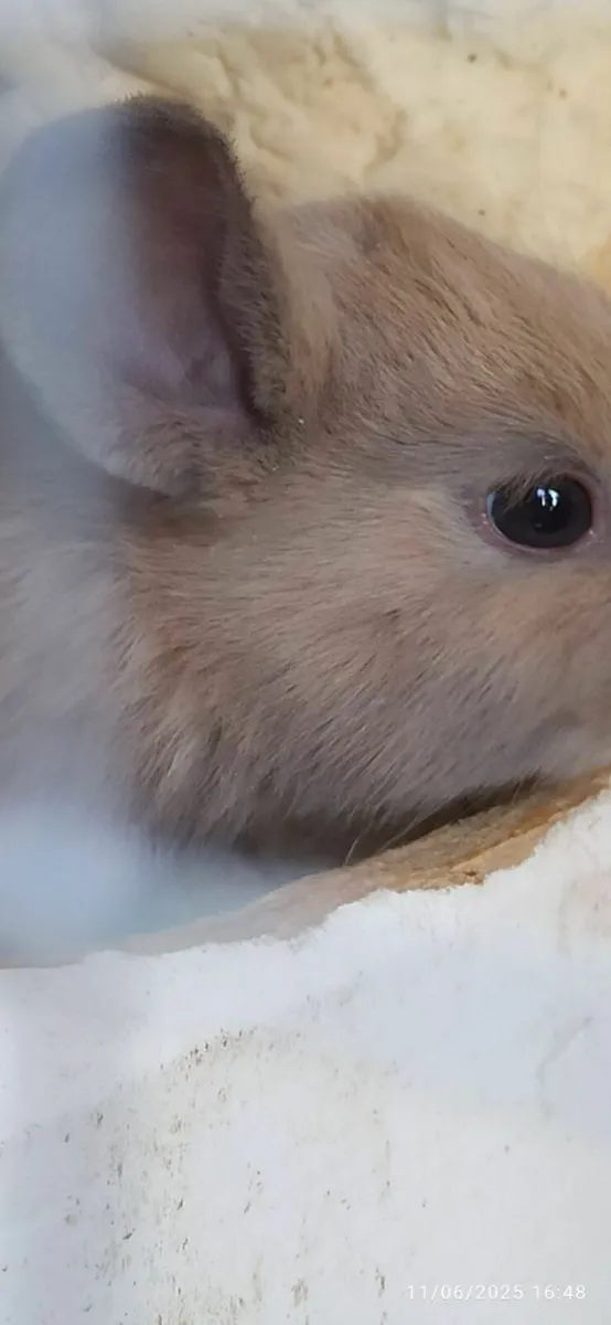 Rabbit for sale - Image 2