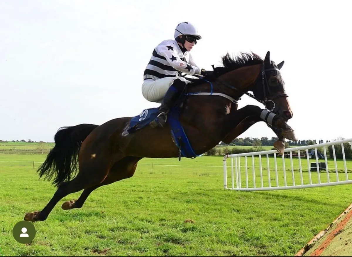 Thoroughbred Race Mare For Sale - Image 1