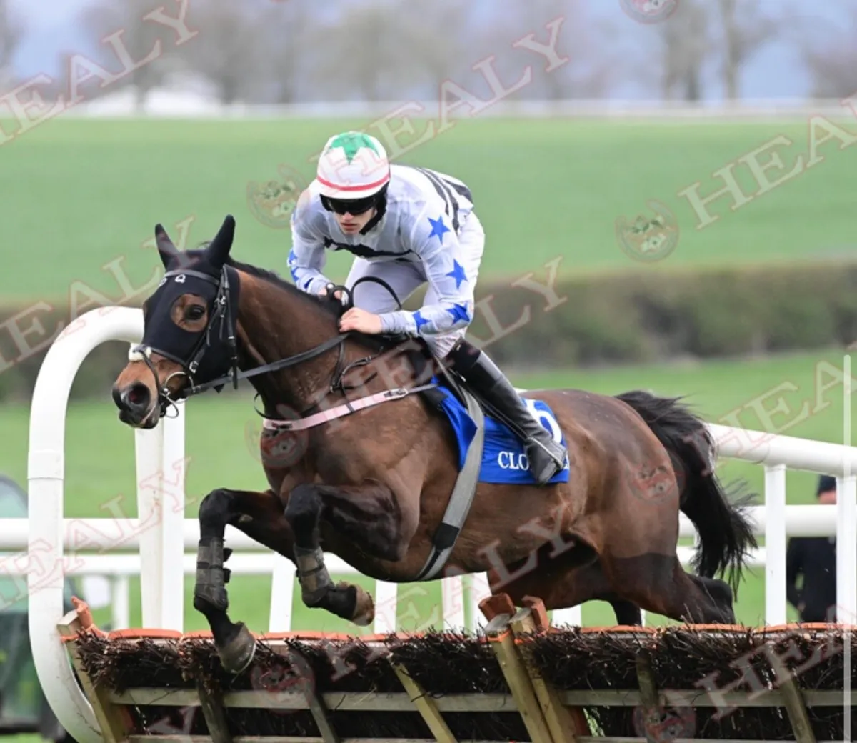 Thoroughbred Race Mare For Sale - Image 2