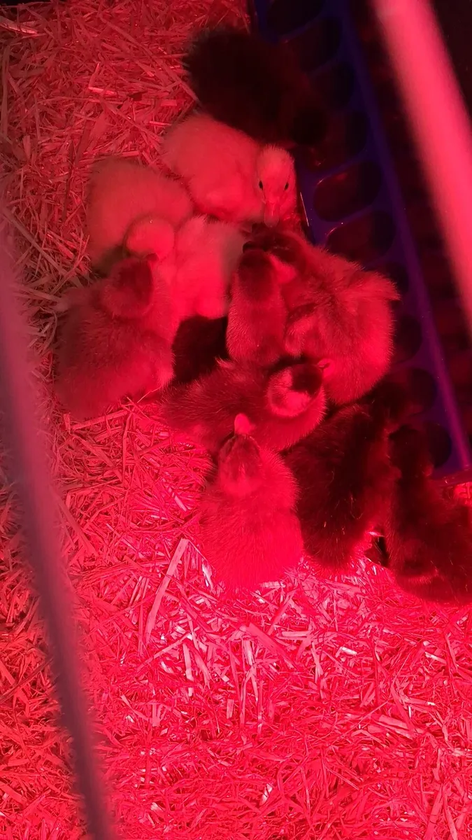 Khaki Campbell and alsbury ducklings - Image 2