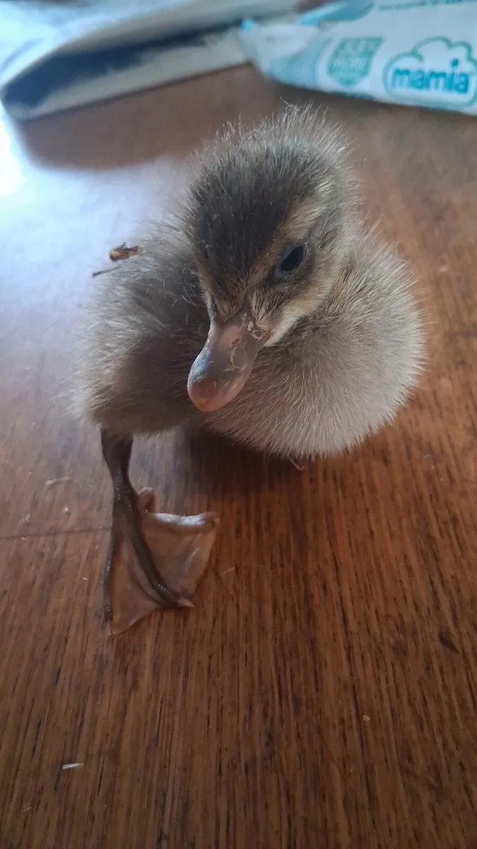 Khaki Campbell and alsbury ducklings - Image 1