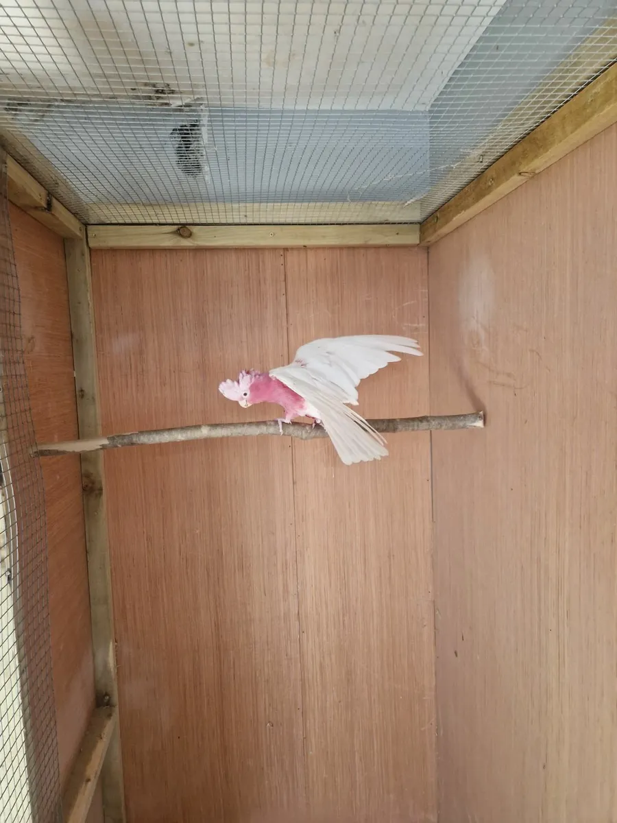 Galah cocatoo - Image 1