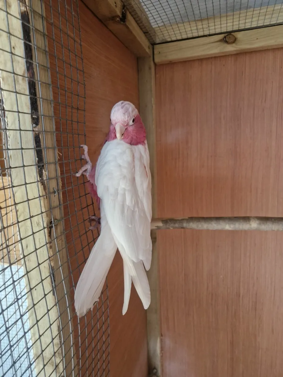 Galah cocatoo - Image 2