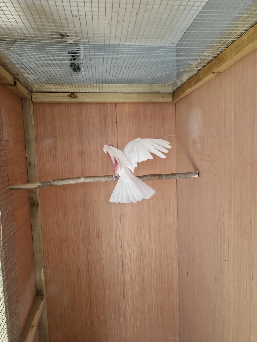 Galah cocatoo - Image 3