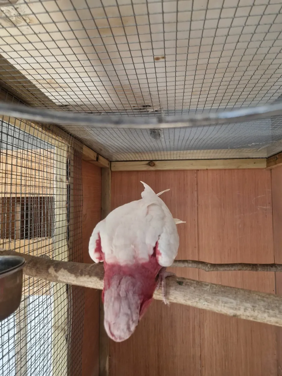 Galah cocatoo - Image 4