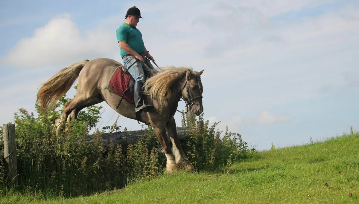Smoky Grullo Silver stallion - Image 1