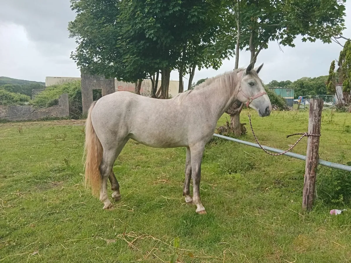 horse - Image 1