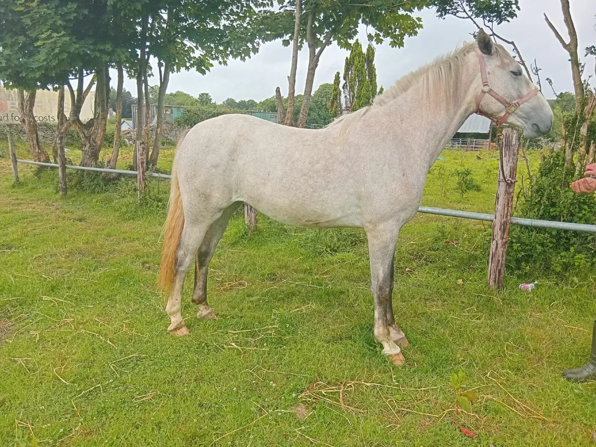 horse - Image 2