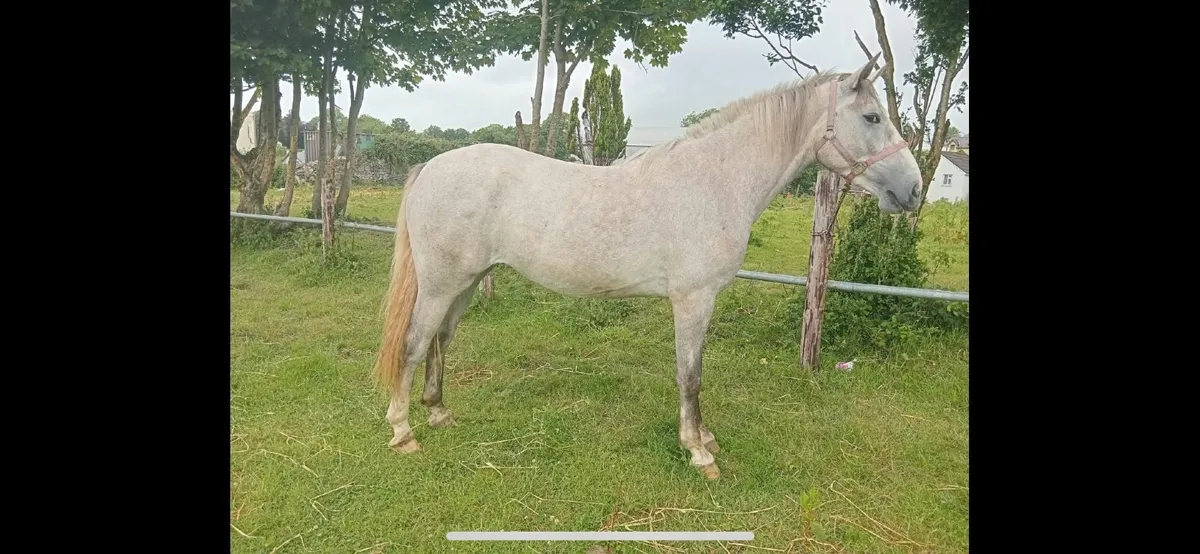 horse - Image 3