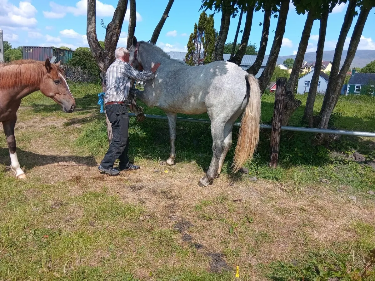 horse - Image 4