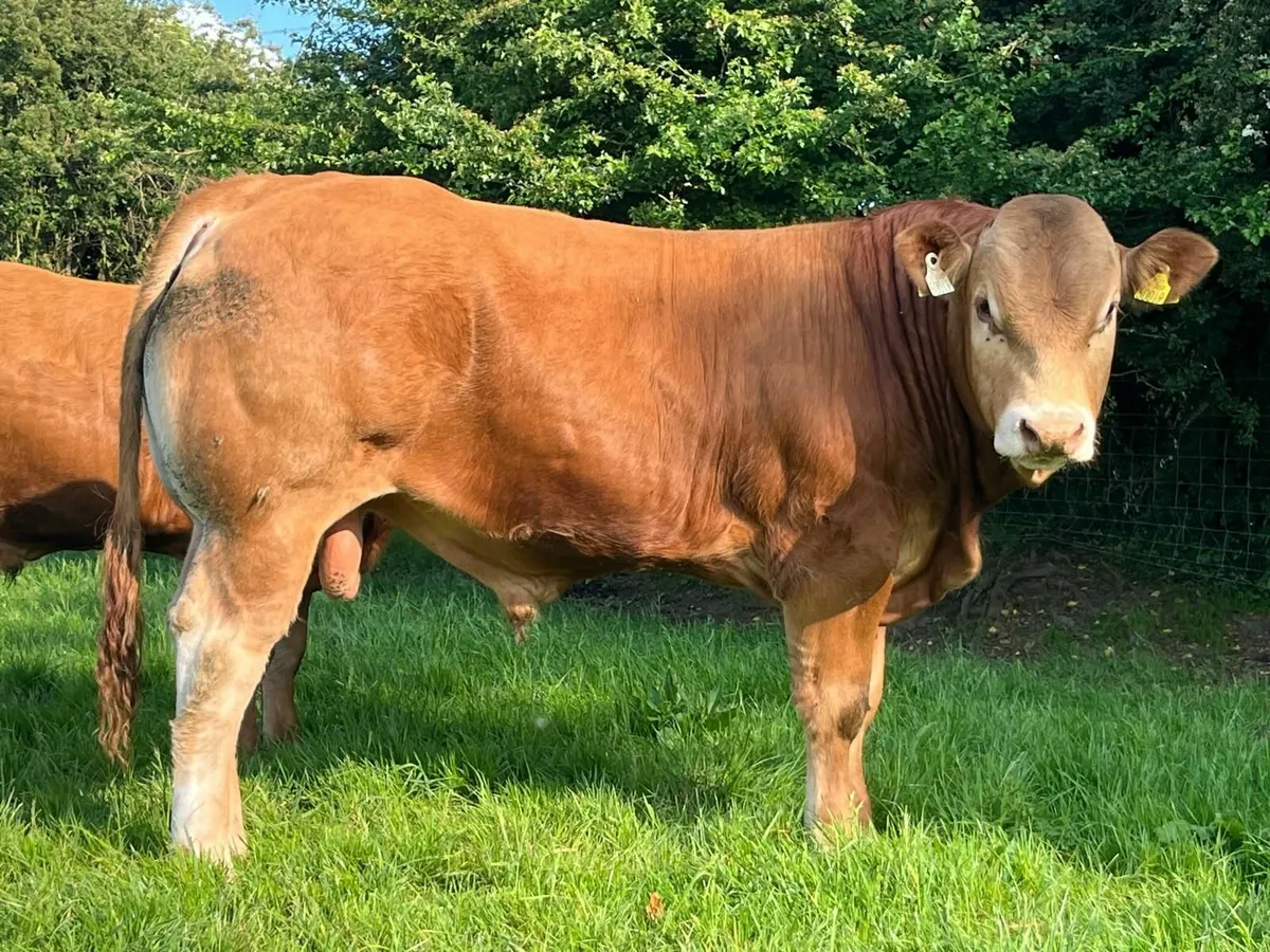 Two 5 Star PBR Limousin bulls - Image 1