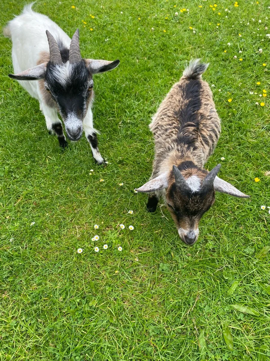 Pygmy Goats for sale - Image 1