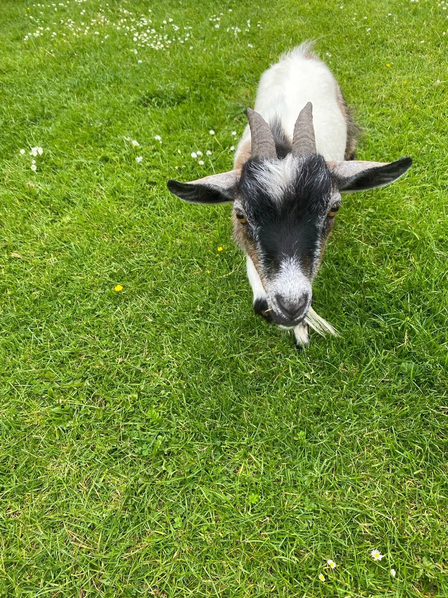 Pygmy Goats for sale - Image 2