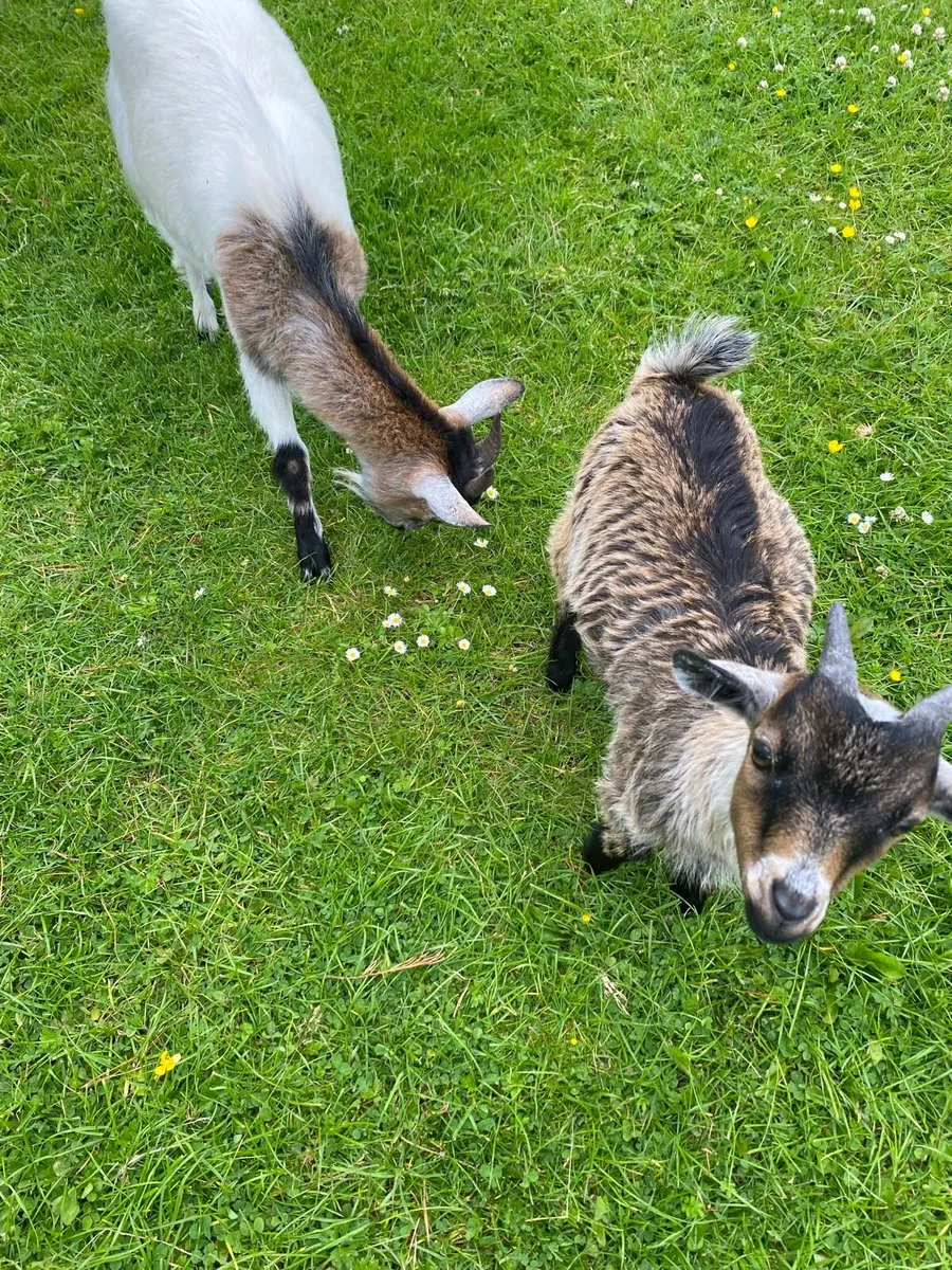 Pygmy Goats for sale - Image 3