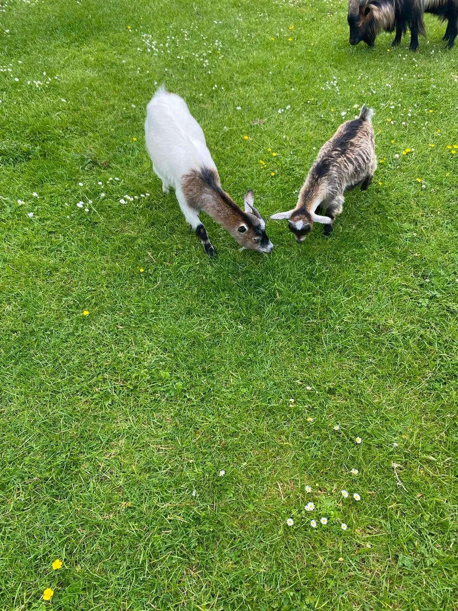 Pygmy Goats for sale - Image 4