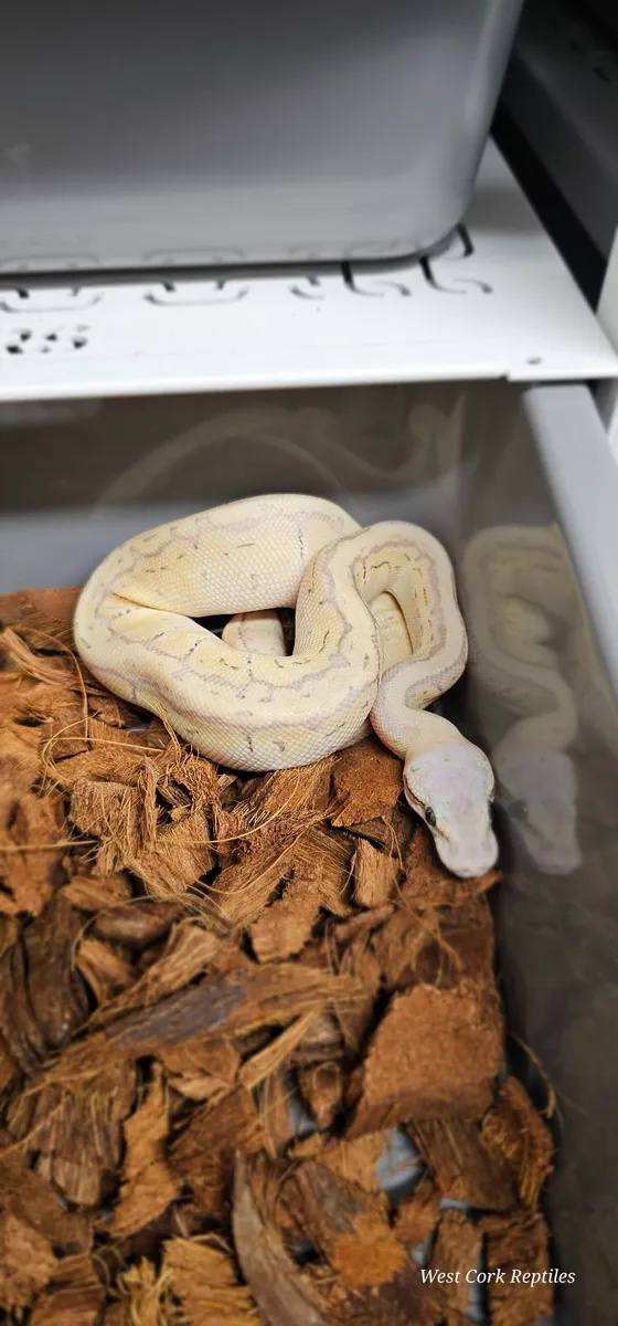 Ball python - Image 1