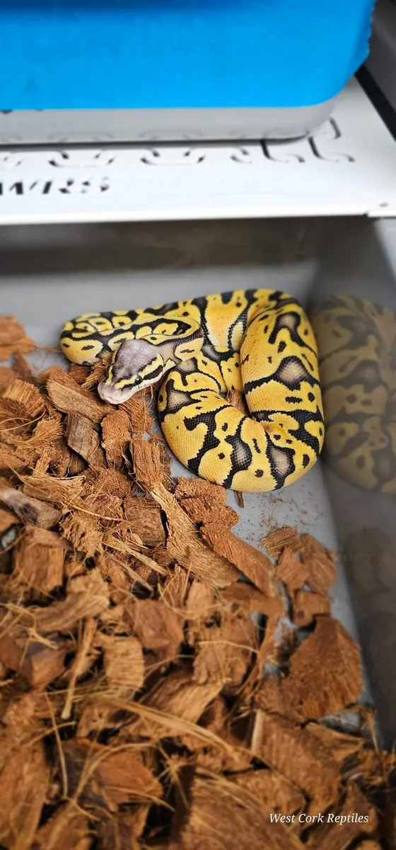 Ball python - Image 2