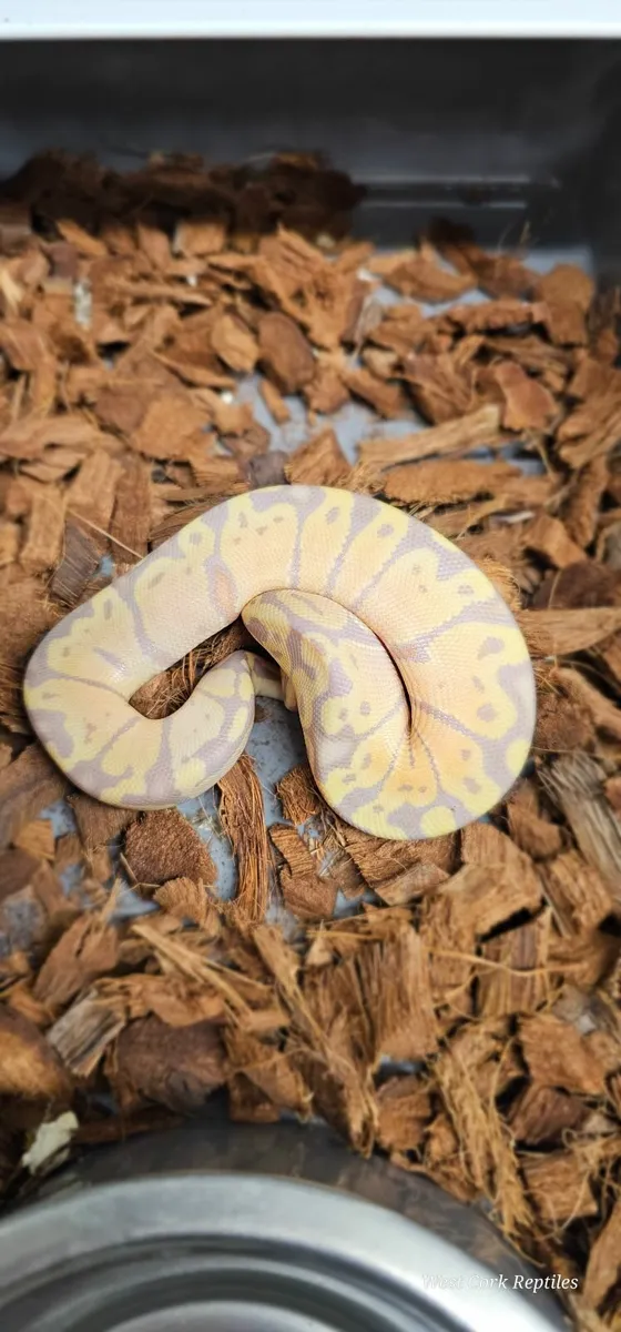 Ball python - Image 3