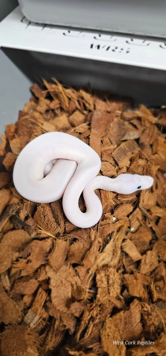 Ball python - Image 4