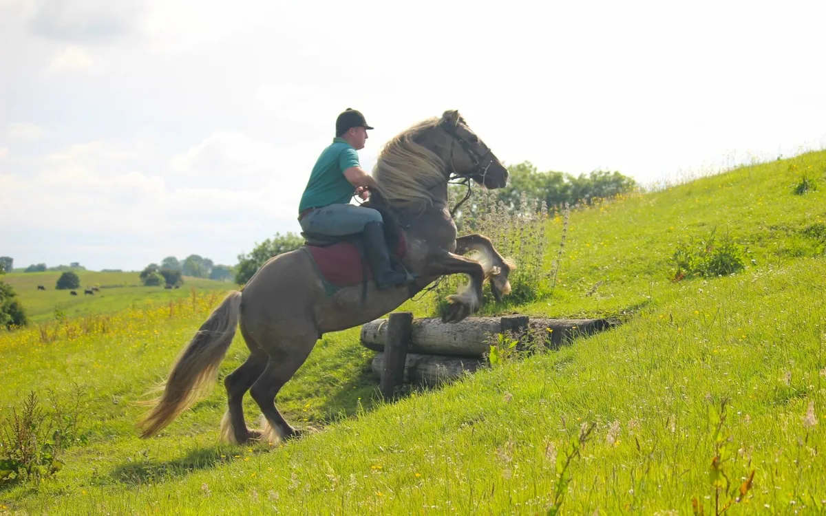 Smoky Grullo Silver stallion - Image 2